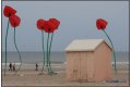 louis_f coquelicot de mer